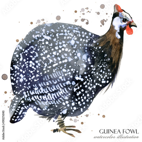 Fotomural guinea fowl bird watercolor illustration