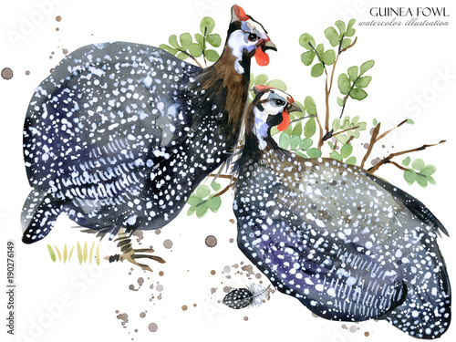 Cuadros en Lienzo guinea fowl bird watercolor illustration