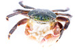Colorful shore crab on white background