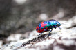 Harlequin bug scales mountain