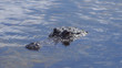 Florida Everglades American Alligator