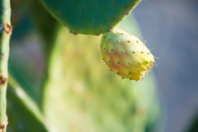  Fruit Of The Prickly Pear Cactus