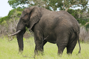 Wall Mural - african elephant, loxodonta africana, south africa