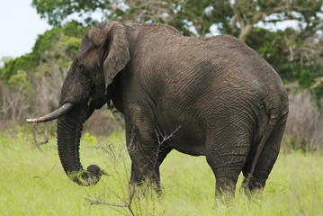 Wall Mural - african elephant, loxodonta africana, south africa