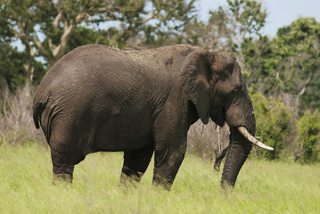 Wall Mural - african elephant, loxodonta africana, south africa