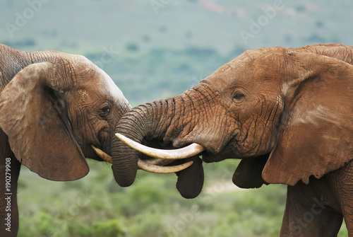 Plakat Afrykański słoń, Loxodonta africana, Południowa Afryka
