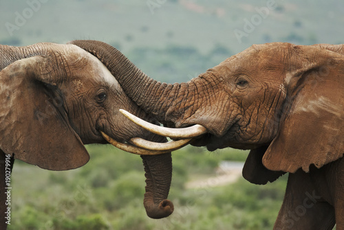 Naklejki słoń  slon-afrykanski-loxodonta-africana-republika-poludniowej-afryki