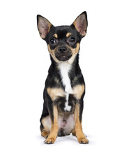 Black Chiwawa Dog Sitting Straight In Front Of The Camera Looking In The Lens Isolated On White Background