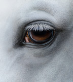 Fototapeta Konie - Side view closeup of eye of light gray horse