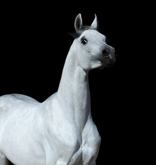 Wall Mural - Graceful statuary stallion looking at camera. Arabian horse on black background.