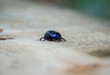 Dung beetle on the timber - concept of loneliness