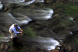 Fly Fisherman with Moving Water