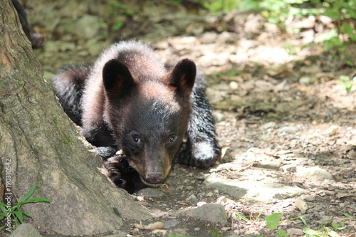 Fotografie, Obraz Black bear cub laying down curiously looking at me