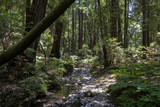 Fototapeta  - Muir Woods