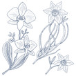 daffodil and orchid with leaves and buds. Wedding flowers in the garden or spring plant. design for package tea or organic cosmetic, card mother day. engraved hand drawn in old sketch. floral bouquet.