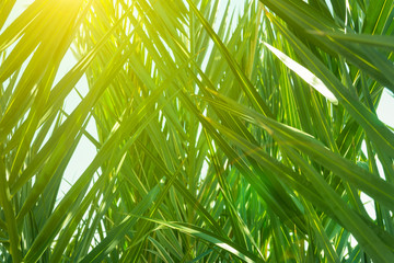 Wall Mural - Coppice of Palm Trees with Long Dangling Spiky Leaves Forming a Natural Pattern. Golden Sunlight Rays. Botanical Tropical Foliage Background. Copy Space