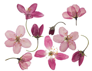 Wall Mural - Pressed and dried flowers of apple, isolated on white