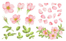 Dog-rose Blooms. Wild Rose Vector Set