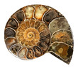 Ammonite Isolated From Background