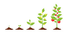 Growth Of Plant, From Sprout To Vegetable.