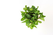 Top View Fresh Mint Plant In Pot Isolate On White Background
