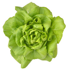 salad plant on white background