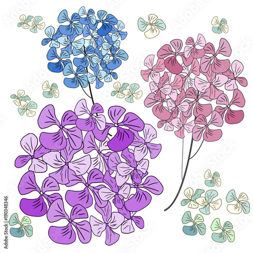 hortensja-kwiaty-odizolowywajacy-na-bialym-tle-ilustracji