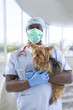 © JPC-PROD - portrait of a surgeryveterinarian and Yorkshire terrier on a luxery pet hospital background