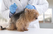 © JPC-PROD - Vet giving an injection to a Yorkshire terrier in luxery pet hospital background