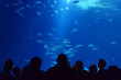 Herring in a swarm in a marine aquarium in blue optics with visitors