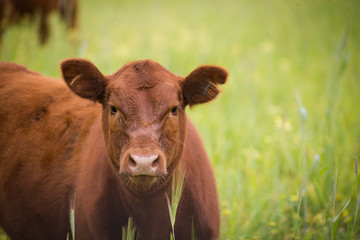 close up image of a cow / cattle in a green meadow