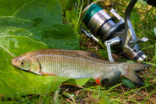 View Of The European Chub Fish And Fishing Rod With Reel On The Natural Background. .