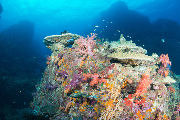 Wall Mural - Wonderful and beautiful underwater world with coral reef landscape background in the deep blue ocean with colorful fish and marine life