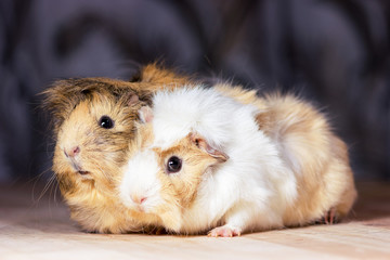 Cute guinea pigs