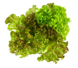 Wall Mural - lettuce salad mix isolated