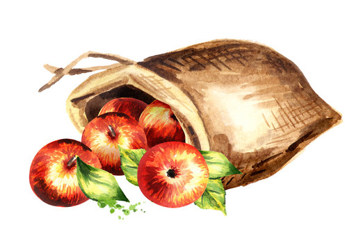 sack of apples. watercolor hand drawn illustration, isolated on white background