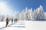 Fototapeta Las - Group of backcountry skiers going up towards a snow covered chri