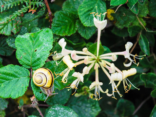 Wall Mural - snail near flowers flowers on green meadow