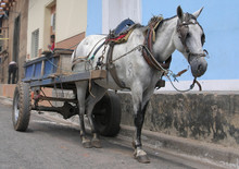 Old Cart Horse In Nicaragua