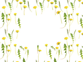Wall Mural - Flower frame. Pattern from plants, yellow wild flowers dandelion, isolated on white background, flat lay, top view. The concept of summer, spring, Mother's Day, March 8. 