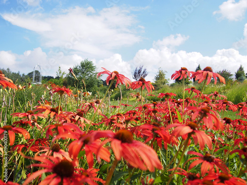 Zdjęcie XXL Pole czerwonych kwitnących coneflowers w pięknym letnim popołudniem.