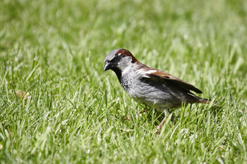 House sparrow