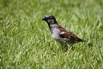 House sparrow