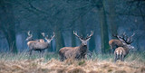 Fototapeta Fototapety ze zwierzętami  - Red deer stag in high yellow grass looking towards camera.