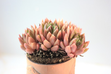 Poster - Beautiful pink and orange succulent in a clay pot as home plant.