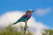 A lilac-breasted roller perched on a twig against blue sky