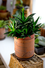 Poster - Beautiful aloe black gem in a flower pot.