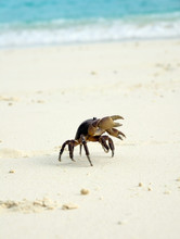 Crab On White Sand Beach