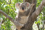 Fototapeta Tęcza - lovely koala on a tree branch looking at me
