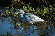 Immature Little Blue Heron Exploring The Marsh Waters With Flora Background